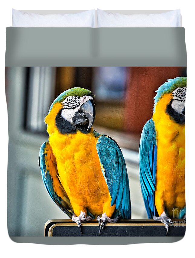 Animal Duvet Cover featuring the photograph Colored Parakeet by Peter Dang