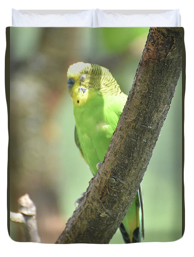 Budgie Duvet Cover featuring the photograph Colorful Budgie with His Eyes Closed in a Tree by DejaVu Designs