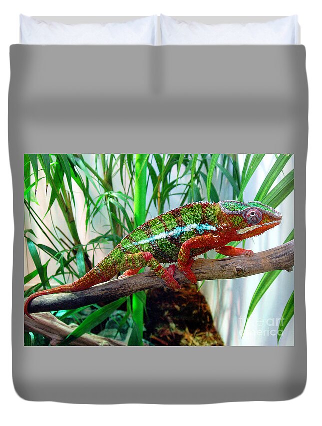 Chameleon Duvet Cover featuring the photograph Colorful Chameleon by Nancy Mueller