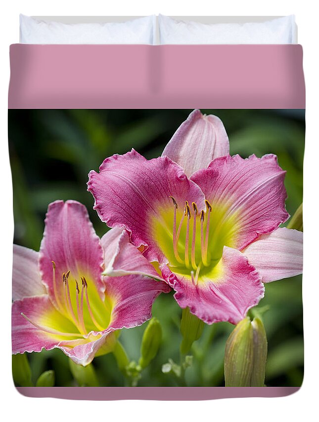 Hemerocallis Duvet Cover featuring the photograph Colorful Peachy Pink Daylily Blossoms by Kathy Clark