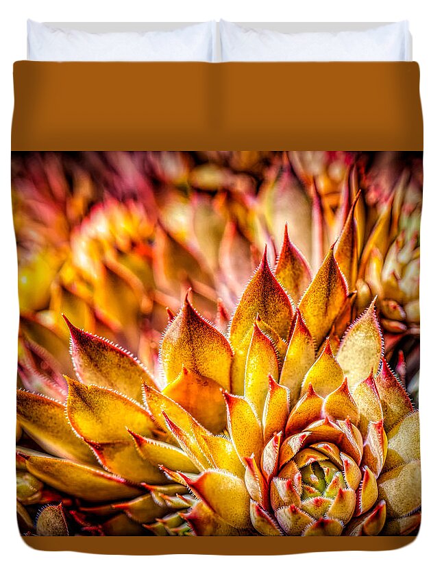 Colorful Succulents Plant Duvet Cover featuring the photograph Colorful succulent close up by Lilia D