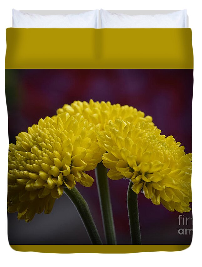 Flower Duvet Cover featuring the photograph Colorful triplet by Robert WK Clark