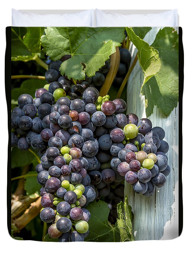 Colorado Vineyard Duvet Cover featuring the photograph Colorful Wine Grapes on Grapevine by Teri Virbickis