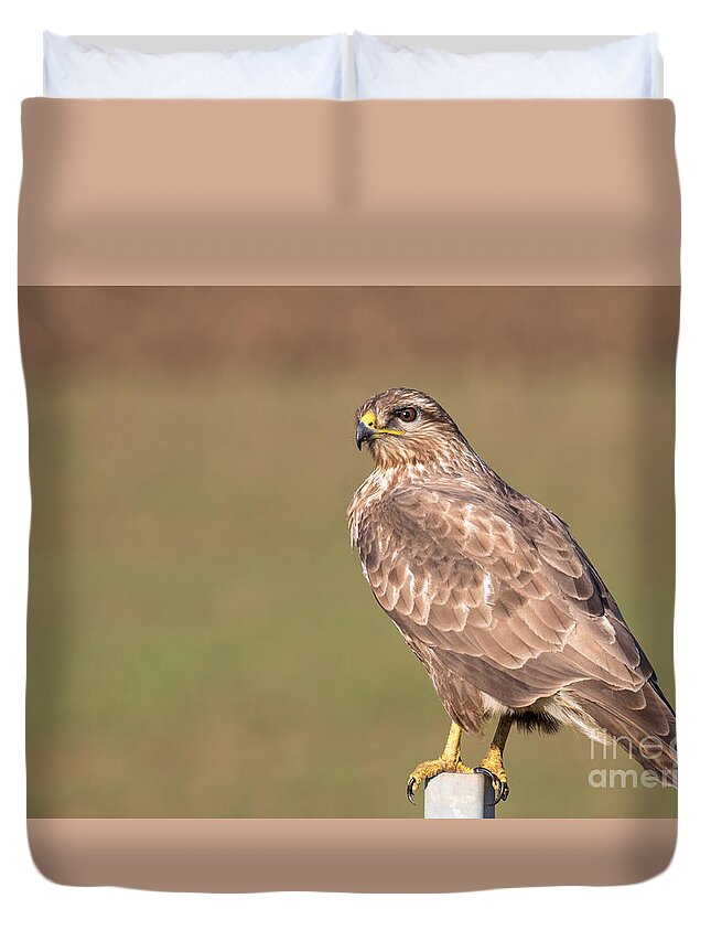 Accipitridae Duvet Cover featuring the photograph Common Buzzard Along the Highway Nis Budapest by Jivko Nakev
