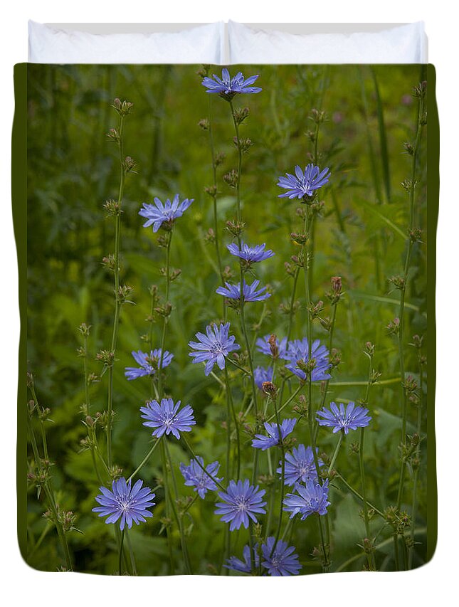 Wildflowers Duvet Cover featuring the photograph Common Chicory Wildflowers #1 by Irwin Barrett