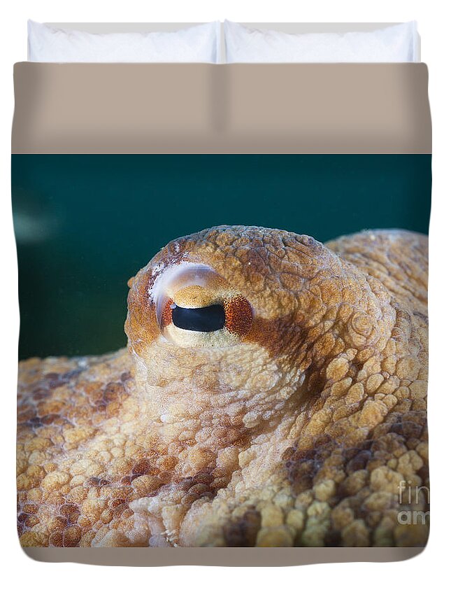 Common Octopus Duvet Cover featuring the photograph Common Octopus Eye by Reinhard Dirscherl