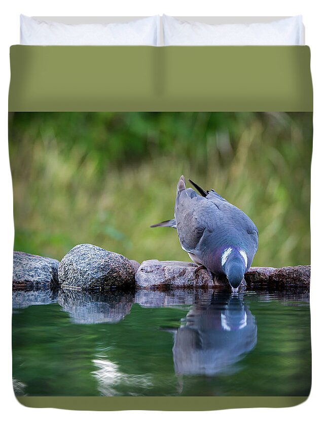 Common Wood Pigeon Duvet Cover featuring the photograph Common Wood Pigeon drinking at the waterhole from the front by Torbjorn Swenelius