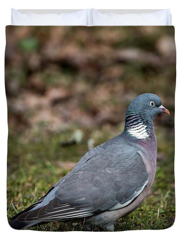 Common Wood Pigeon Duvet Cover featuring the photograph Common Wood Pigeon's profile by Torbjorn Swenelius