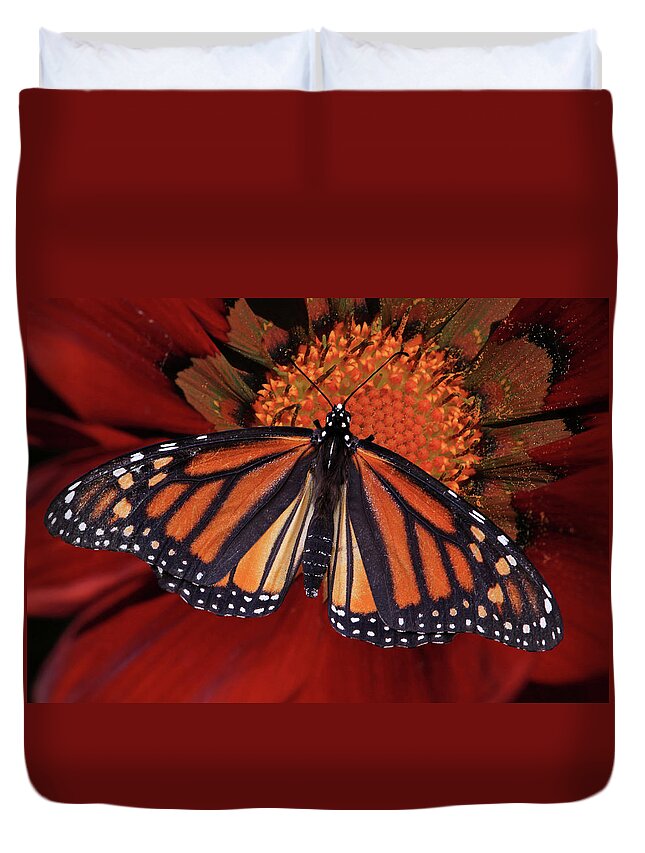 Monarch Butterfly Duvet Cover featuring the photograph Connect the Dots by Donna Kennedy