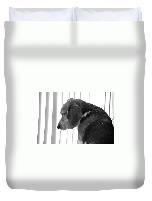 Beagle Duvet Cover featuring the photograph Contemplative Beagle by Jennifer Ancker