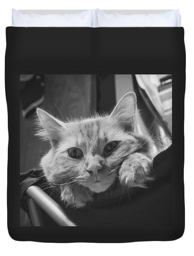Cats Duvet Cover featuring the photograph Content by Guy Whiteley