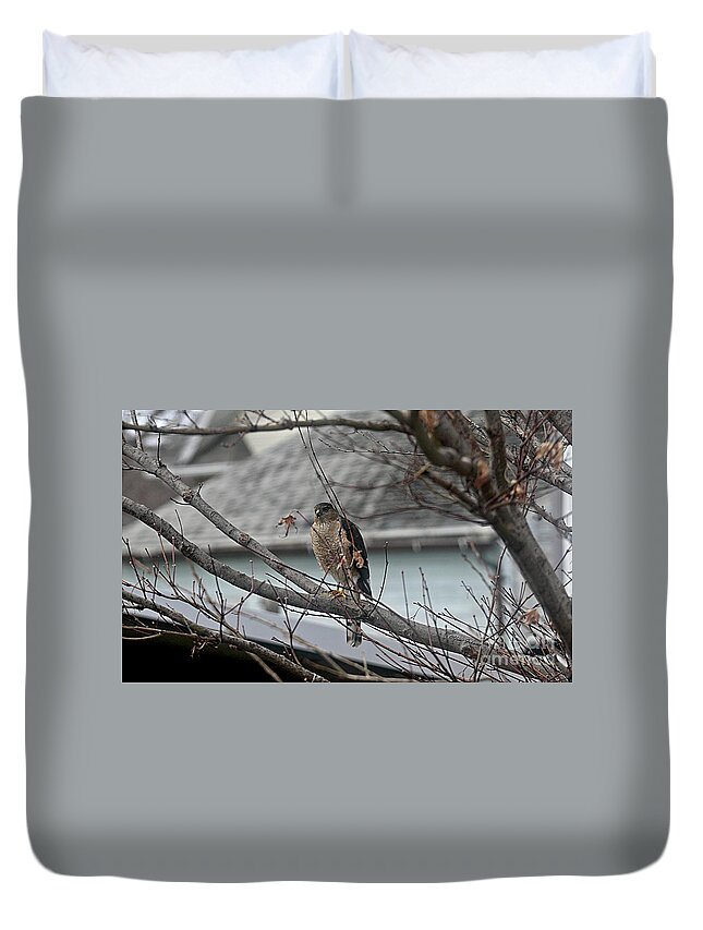 Hawk Duvet Cover featuring the photograph Cooper's Hawk by Yumi Johnson