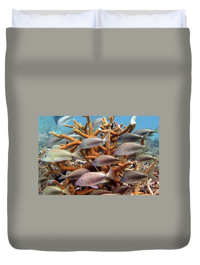 Underwater Duvet Cover featuring the photograph Coralpalooza 1 by Daryl Duda