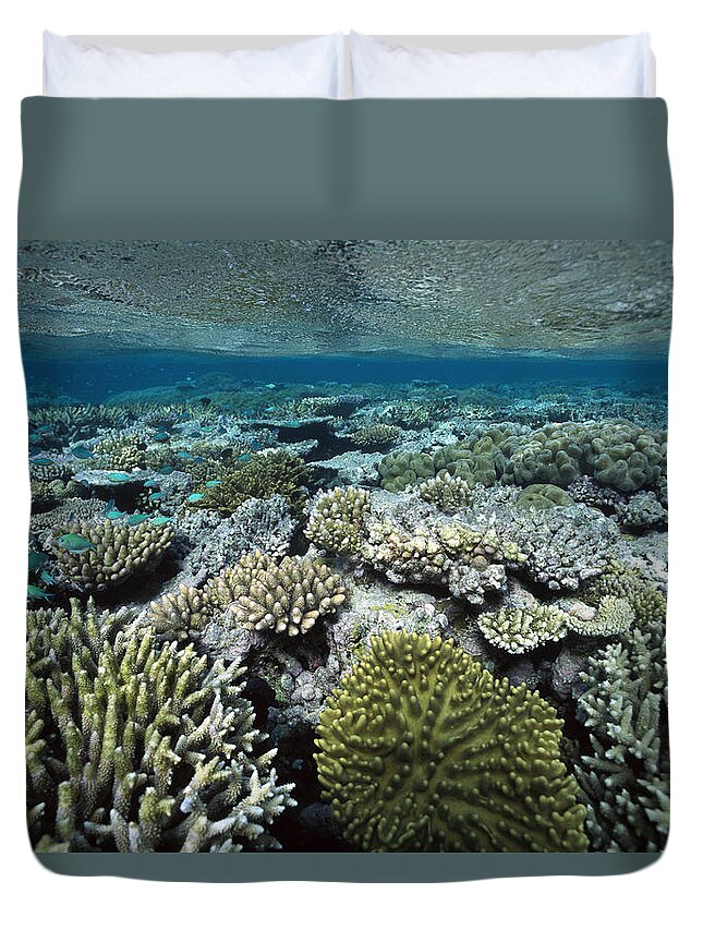 00129668 Duvet Cover featuring the photograph Corals Shallows Great Barrier Reef by Flip Nicklin