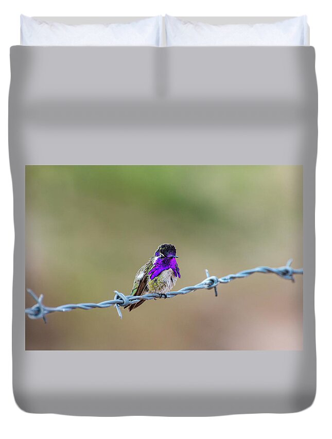 Nature Duvet Cover featuring the photograph Costa's Hummingbird by Douglas Killourie
