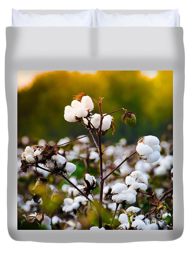 Sunset Duvet Cover featuring the photograph Cotton Field by Andrea Anderegg