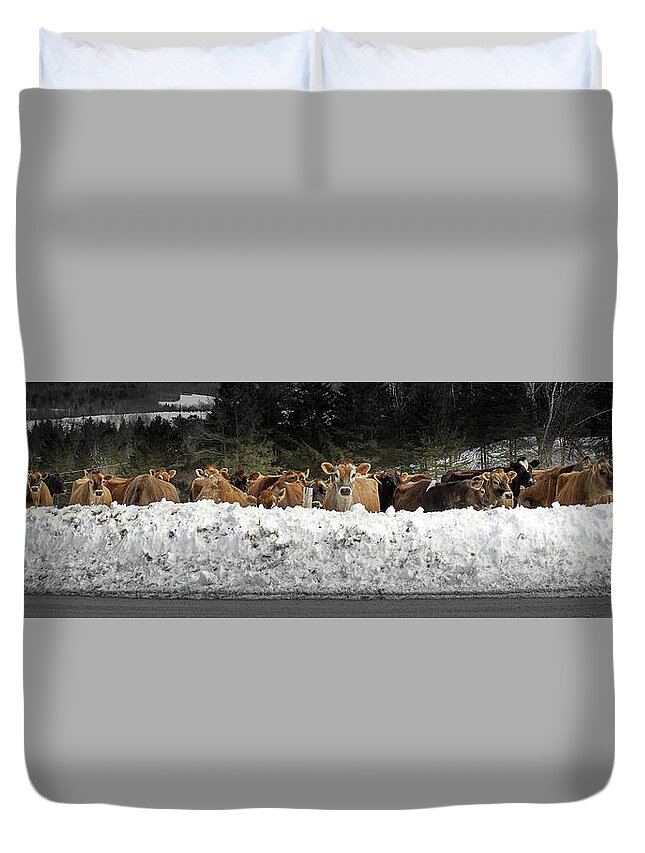 Vermont Duvet Cover featuring the photograph Cow Bank by Tim Kirchoff