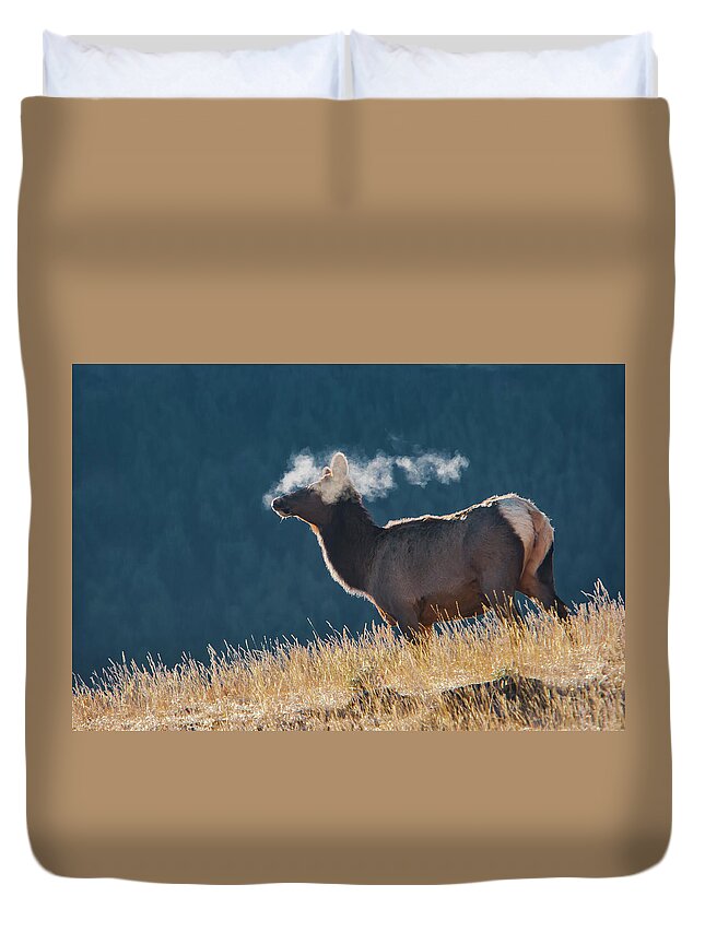 Mark Miller Photos Duvet Cover featuring the photograph Cow Elk with Steamy Breath by Mark Miller