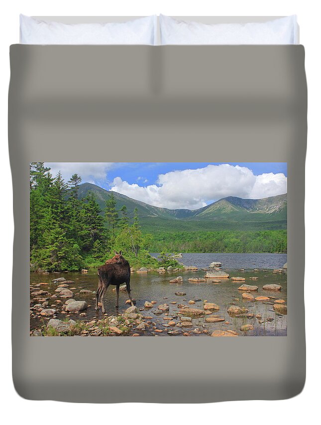 Moose Duvet Cover featuring the photograph Cow Moose Looking Back at Sandy Stream Pond by John Burk
