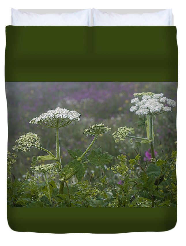 Mist Duvet Cover featuring the photograph Cow Parsnip in the Mist by Robert Potts