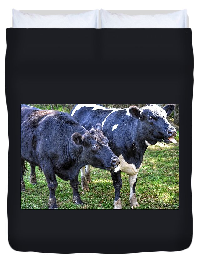 Cows Duvet Cover featuring the photograph Cows sticking out tongues by Joseph Caban