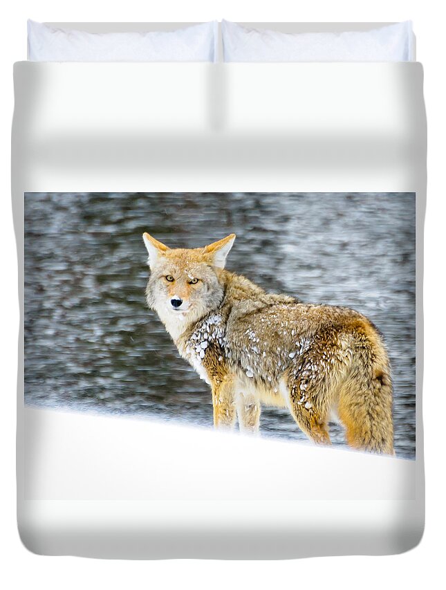 Coyote Duvet Cover featuring the photograph Coyote in Yellowstone by Roberta Kayne
