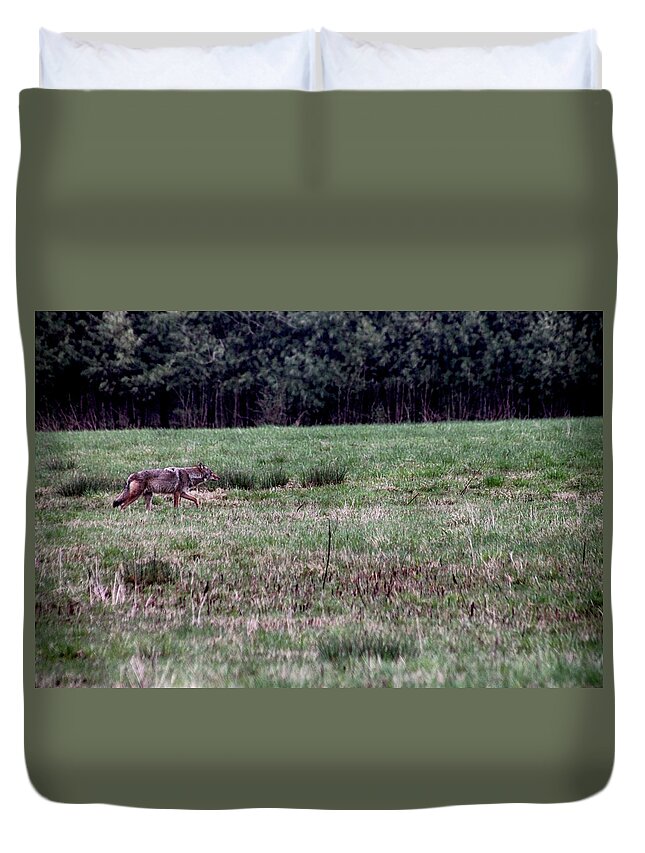 Coyote Duvet Cover featuring the photograph Coyote on the Prowl by Bruce Patrick Smith
