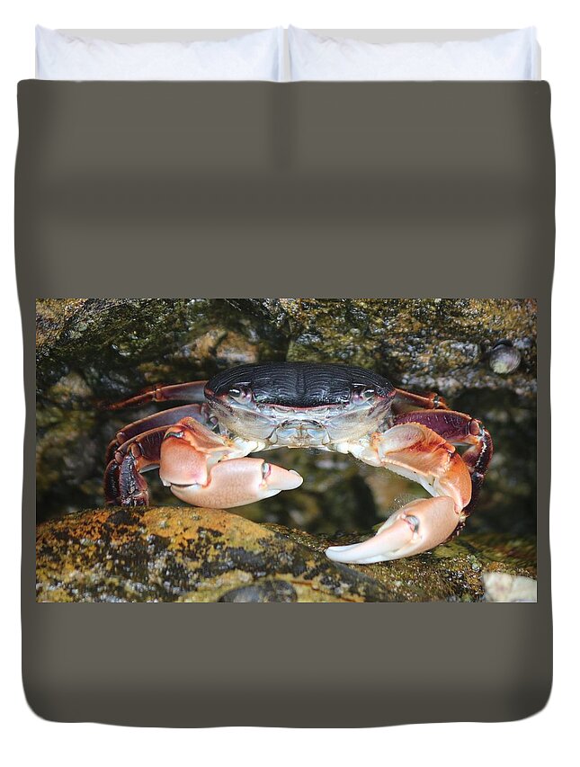 Crab Duvet Cover featuring the photograph Crab 3 by Christy Pooschke
