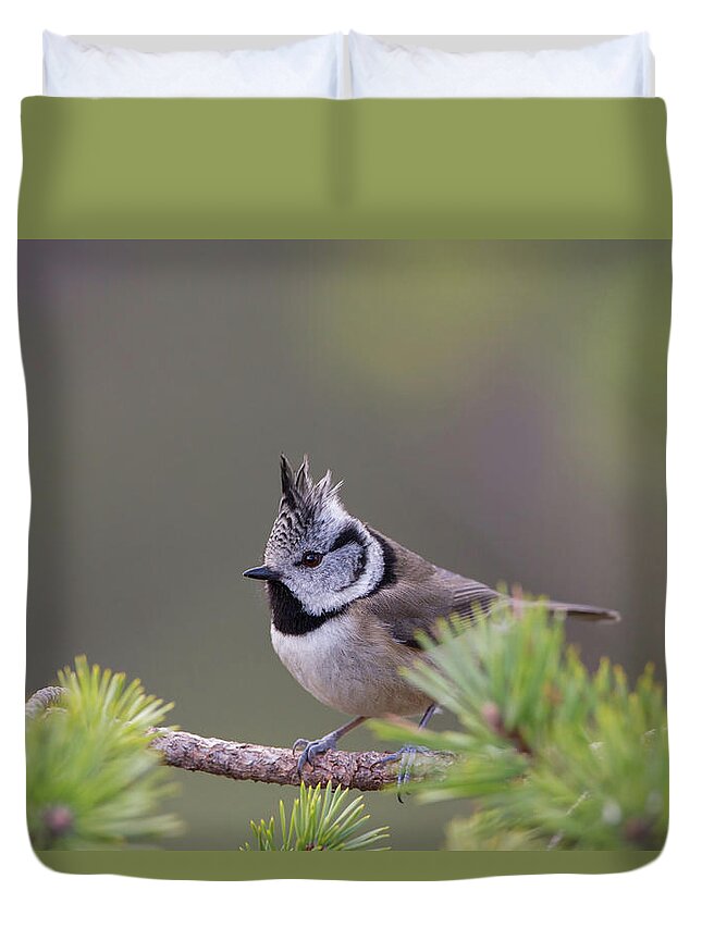 Crested Duvet Cover featuring the photograph Crested Tit Pine by Pete Walkden