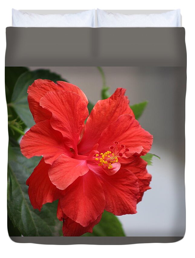 Crimson Red Hibiscus Flower Duvet Cover featuring the photograph Crimson Red Hibiscus in Desert Sun by Colleen Cornelius