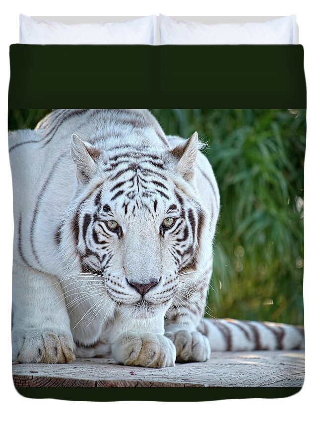 Face Mask Duvet Cover featuring the photograph Crouching White Tiger by Lucinda Walter