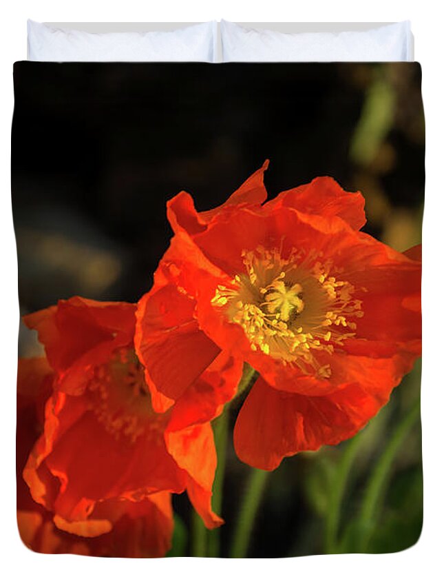3 Red Poppies Duvet Cover featuring the photograph Crushed Silk Petals - Three Red Poppies Glowing in a Shady Garden by Georgia Mizuleva