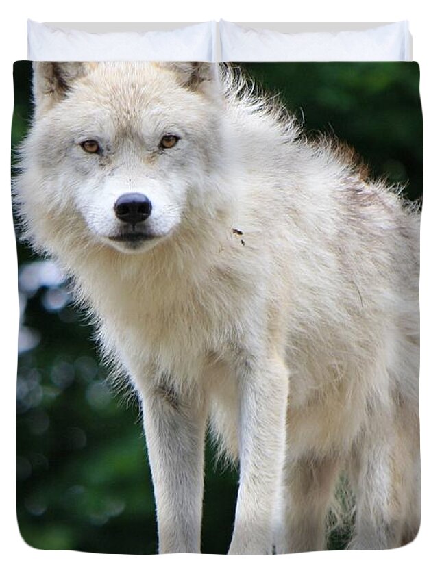 Wolf Duvet Cover featuring the photograph Curiosity by Heather King