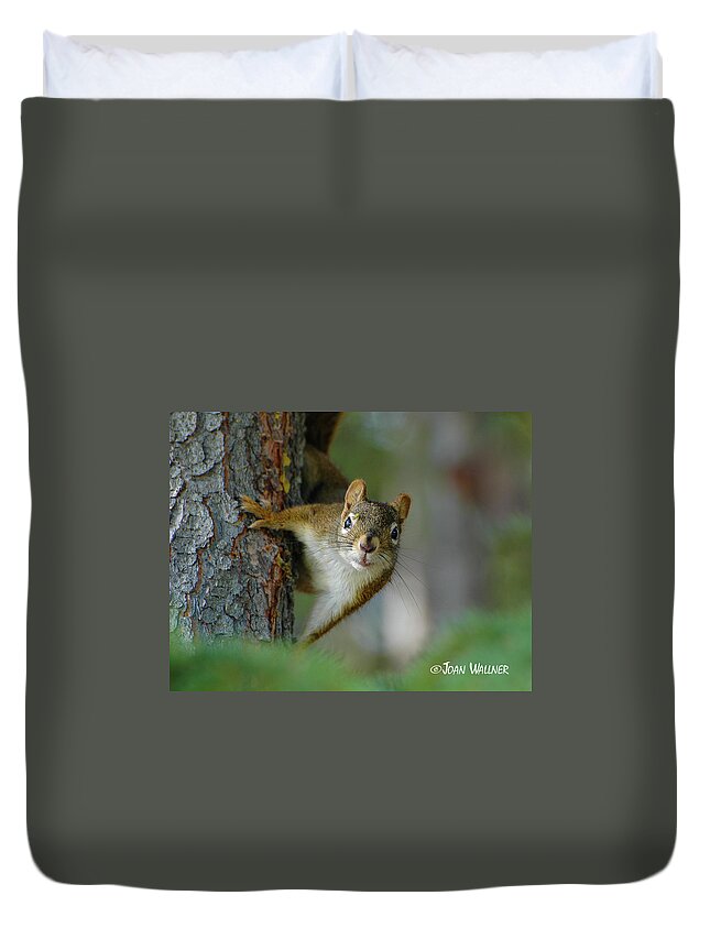 Little Red Squirrel Duvet Cover featuring the photograph Curious Alaskan Red Squirrel by Joan Wallner
