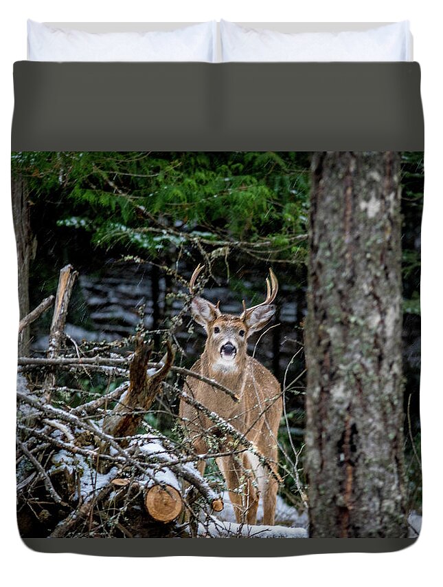 Wildlife Duvet Cover featuring the photograph Curious Buck by Lester Plank