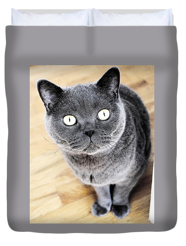 Cat Duvet Cover featuring the photograph Curious Charlie by Nina-Rosa Dudy