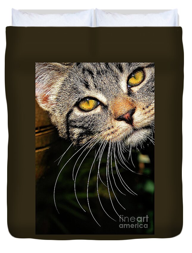 Kitten Duvet Cover featuring the photograph Curious Kitten by Meirion Matthias