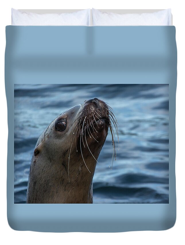 Sea Lion Duvet Cover featuring the photograph Curious Lion by David Kirby