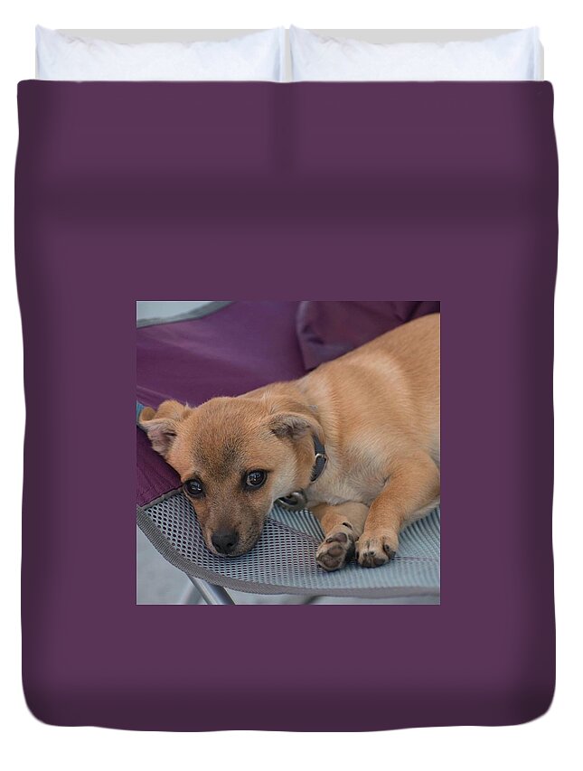 Cute Duvet Cover featuring the photograph Cute Puppy on a folding chair by Michael Moriarty