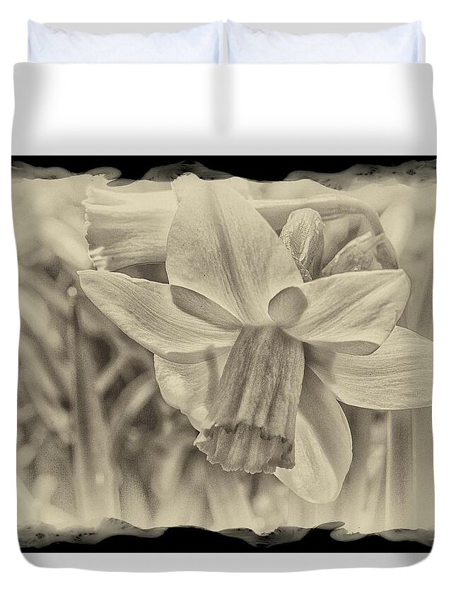 Daffodil Duvet Cover featuring the photograph Daffodil In Sepia Framed by Constantine Gregory