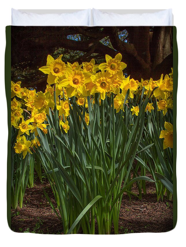 Daffodils Standing Tall Duvet Cover featuring the photograph Daffodils Standing Tall by Bonnie Follett