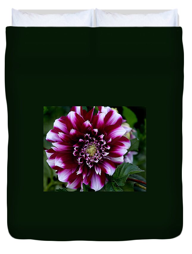 Flower Duvet Cover featuring the photograph Dahlia by Denise Romano