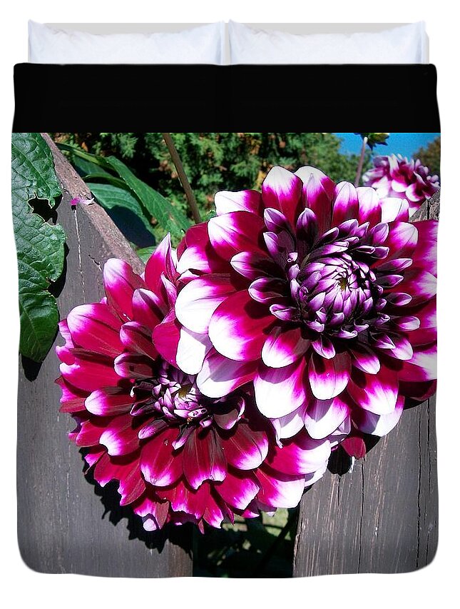 Natural Duvet Cover featuring the photograph Dahlia's through the Fence by Sharon Duguay