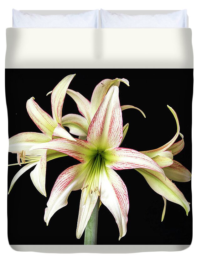 Flower Duvet Cover featuring the photograph Dainty and soft. by Usha Peddamatham