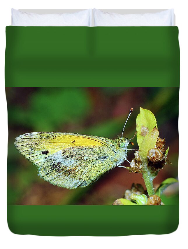 Photograph Duvet Cover featuring the photograph Dainty Sulphur by Larah McElroy