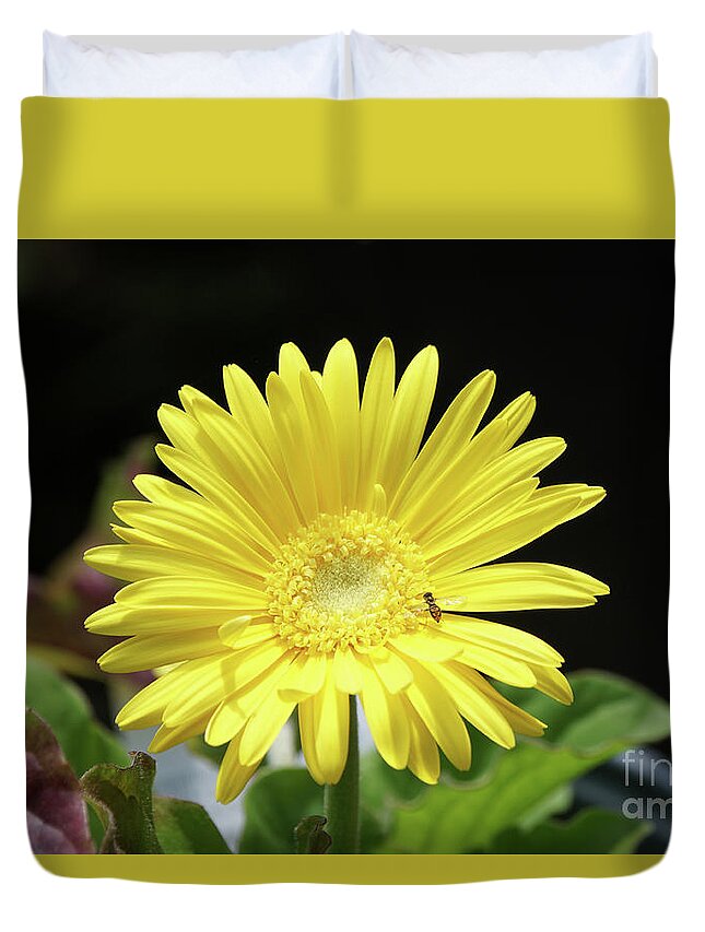 Daisy Duvet Cover featuring the photograph Daisy and Pollinator by Robert E Alter Reflections of Infinity