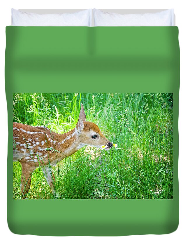 White-tailed Fawn Duvet Cover featuring the photograph Daisy Break by Peg Runyan