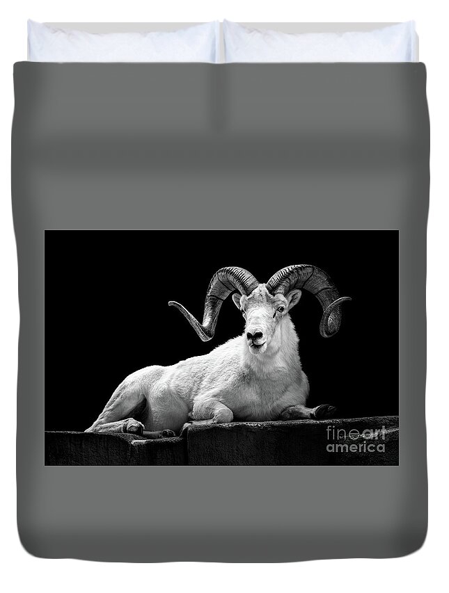 Dall Sheep Duvet Cover featuring the photograph Dall Sheep by Jarrod Erbe