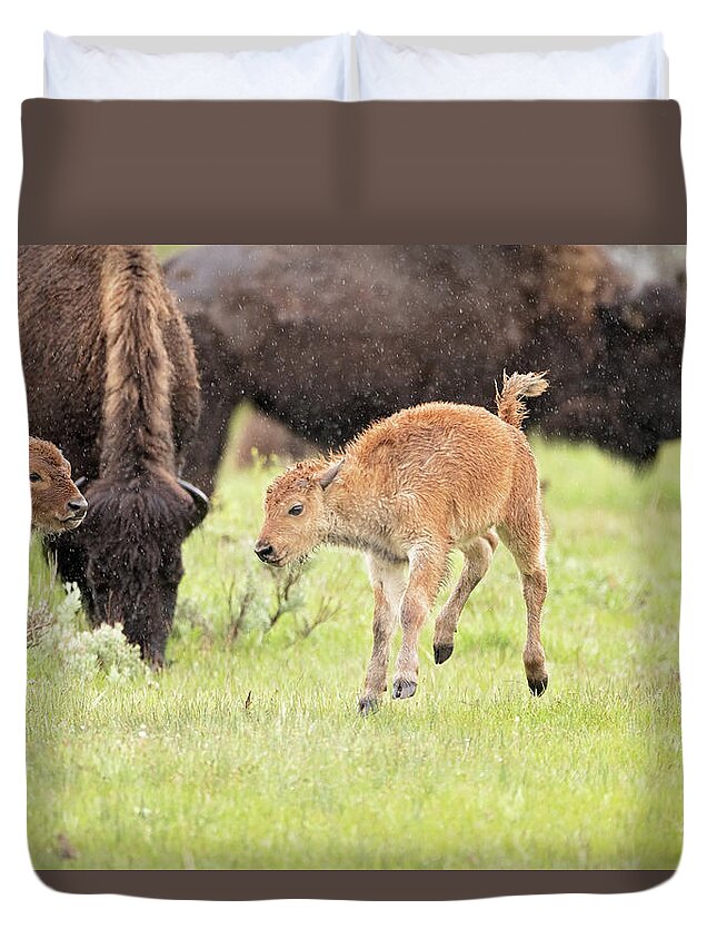 Bison Duvet Cover featuring the photograph Dance in the Rain by Eilish Palmer
