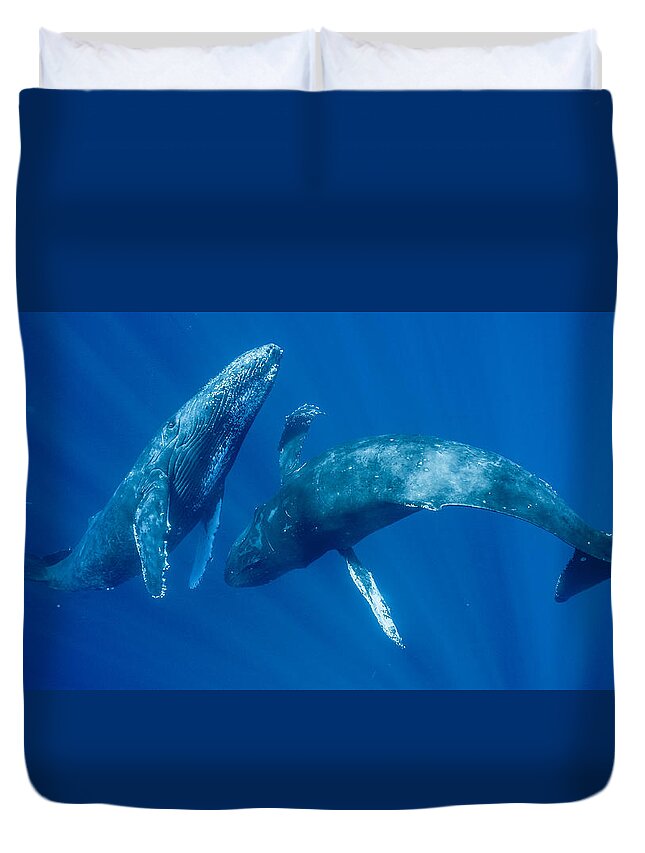 00513190 Duvet Cover featuring the photograph Dancing Humpback Whales by Flip Nicklin
